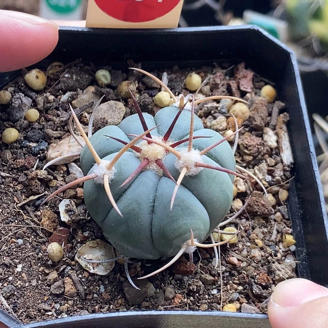 实生花王丸平丸3.3cm