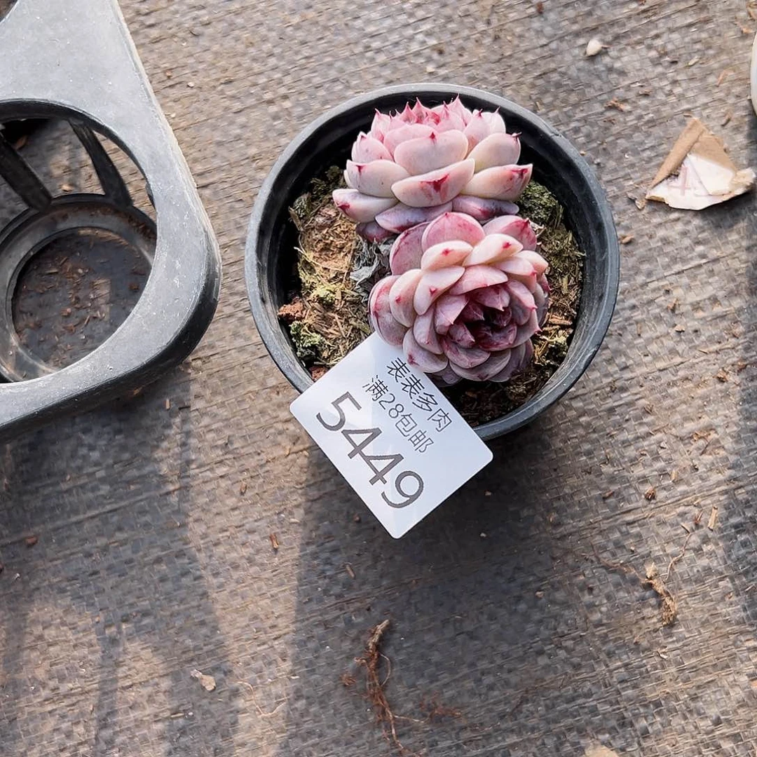 9号我们的确是5449