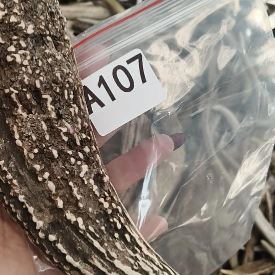 x***x鹿角鹿角鹿角鹿角鹿角