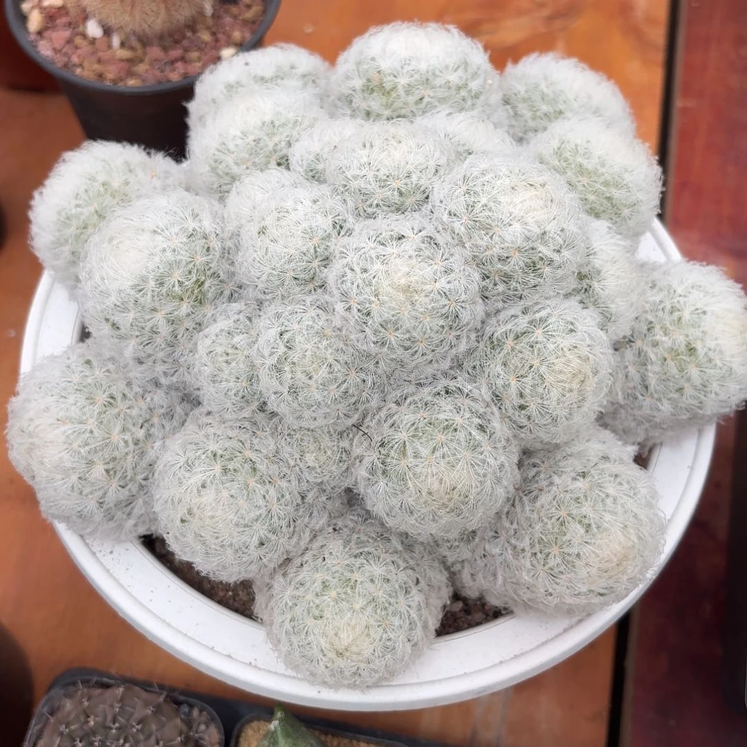 果***果白星仙人球22345665