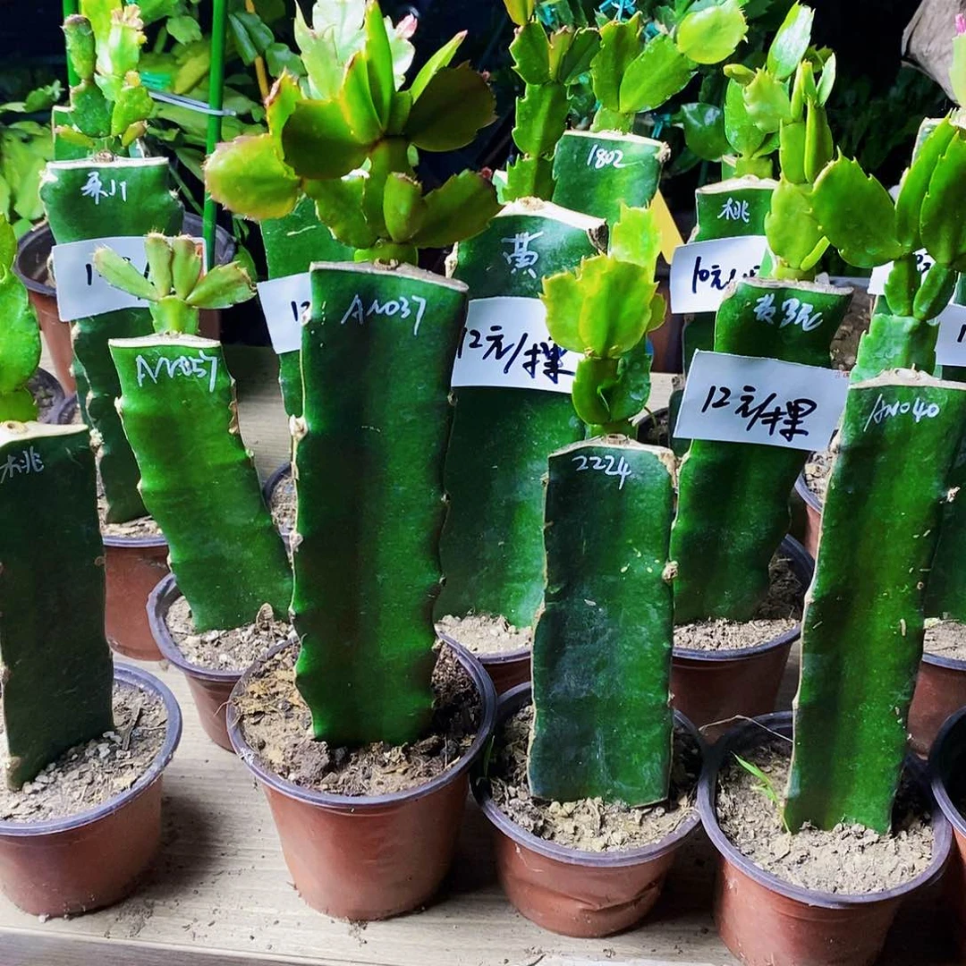 无花朵谢*桃037福利一物一拍