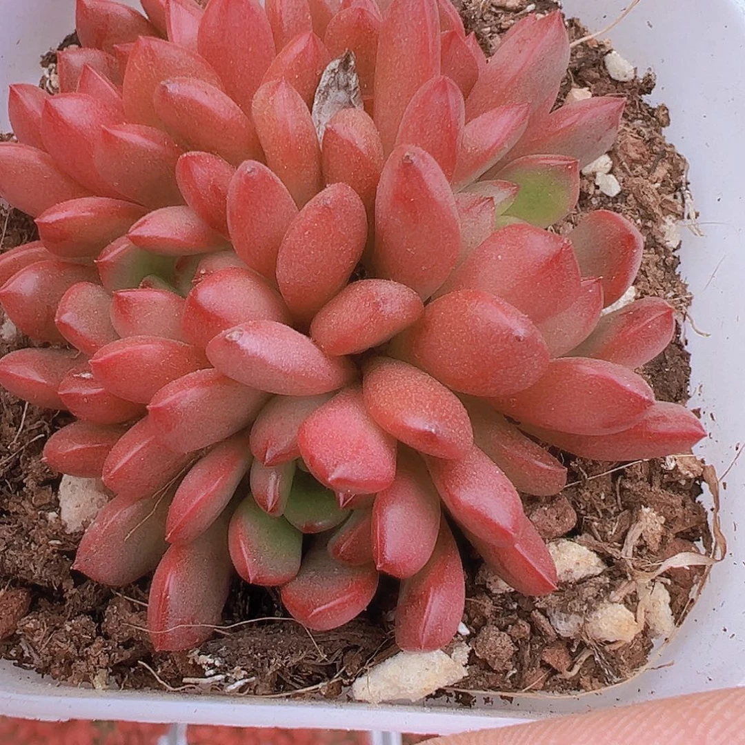 红宝石群19包邮多肉