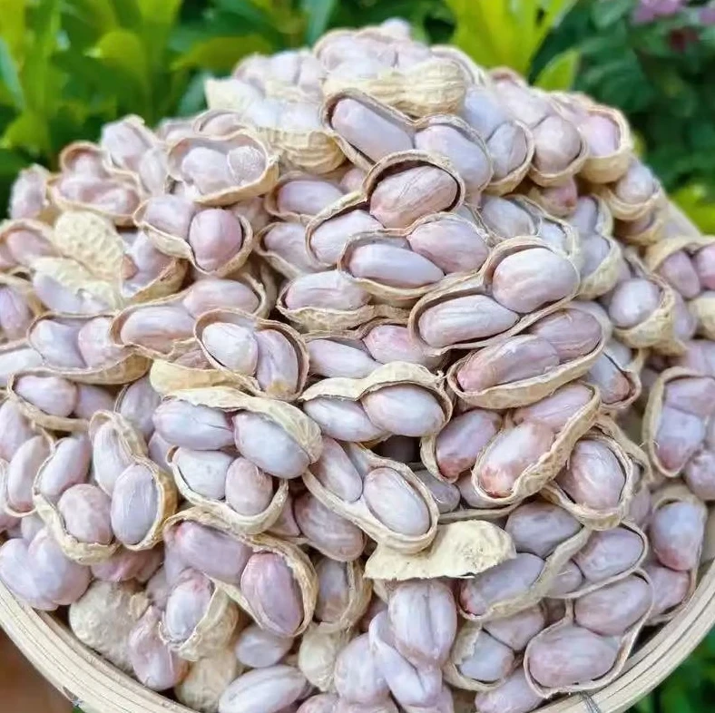 福建农家水煮日晒白晒花生