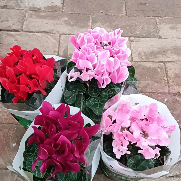 首衡花卉博览园专拍