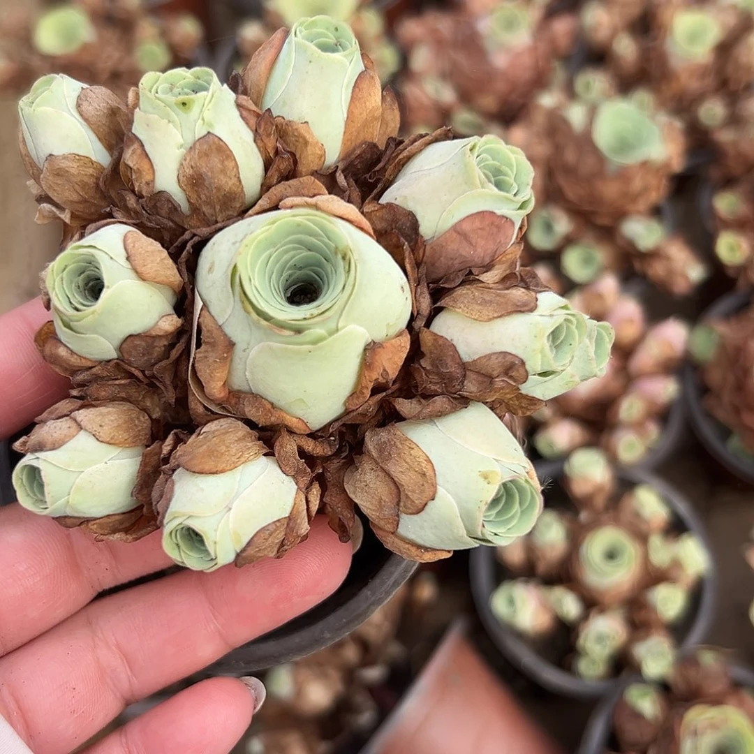 多肉植物玫瑰手捧
