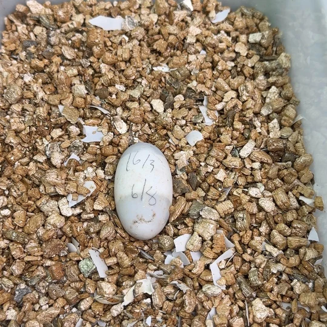 母宠物龟低温孵化偏公蛋