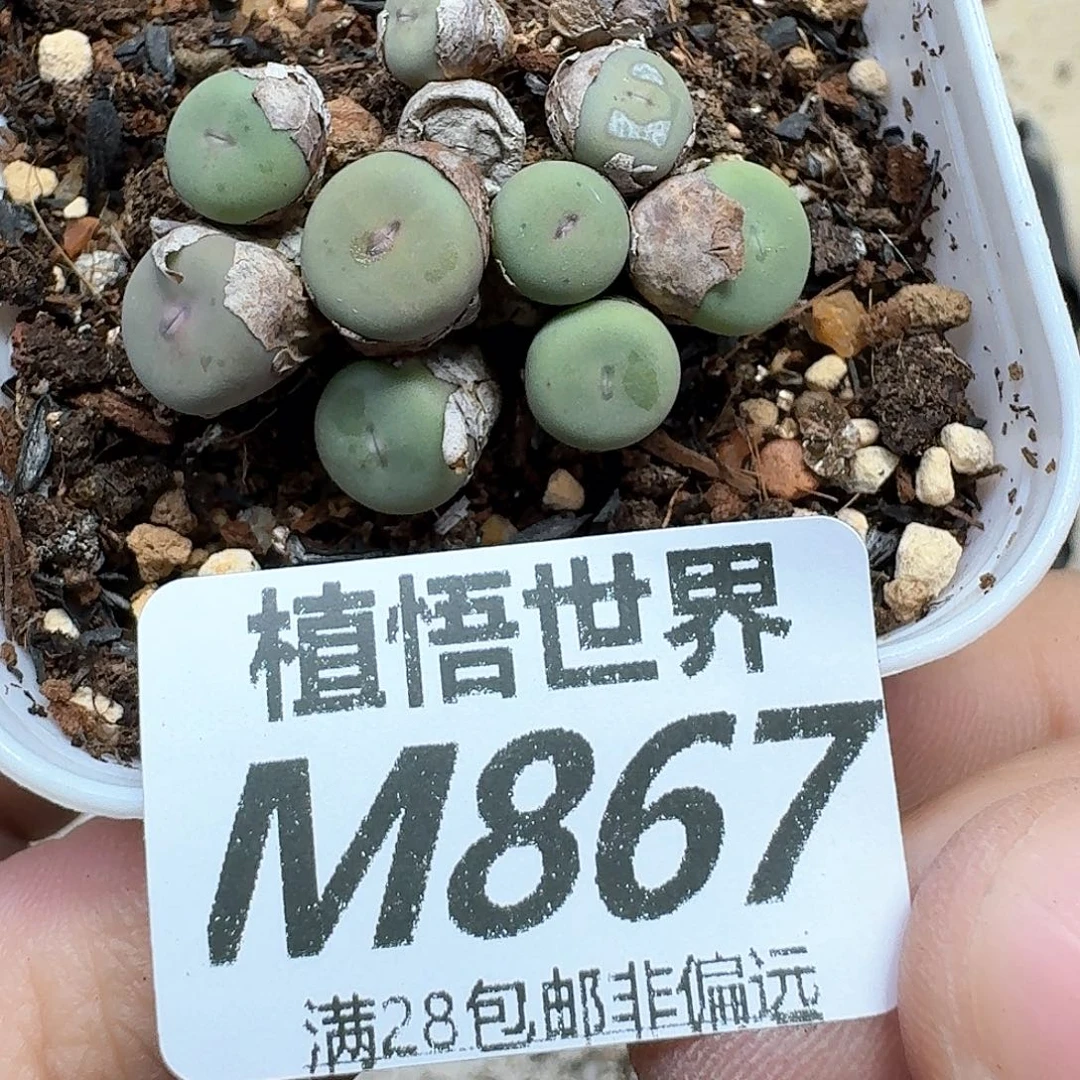 多肉植物的润泽吃gh