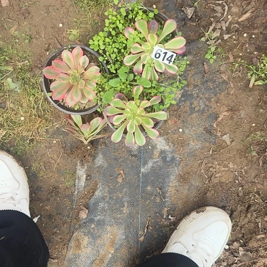 乄***)无花朵香奈儿小苗614号不包售