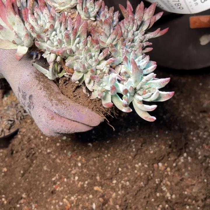 1787哈哈哈哈哈哈哈哈哈