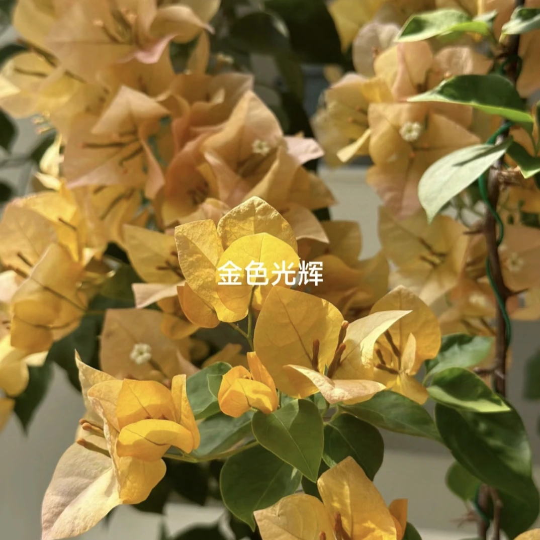 金色光辉三角梅，盆栽四季开花爬藤好养易开花适合庭院阳台