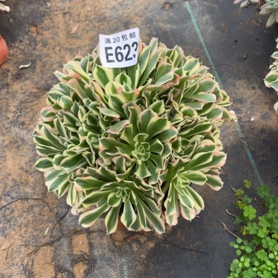 623白凤法师不包断枝