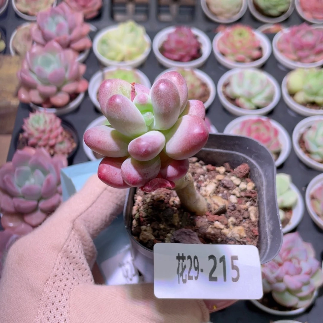 花利美29-215苹果奶