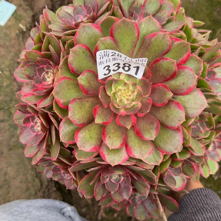 3381花妖不包断枝