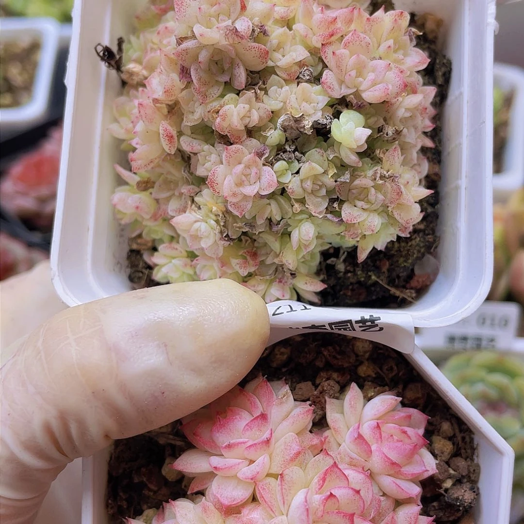 00000000000040量拍