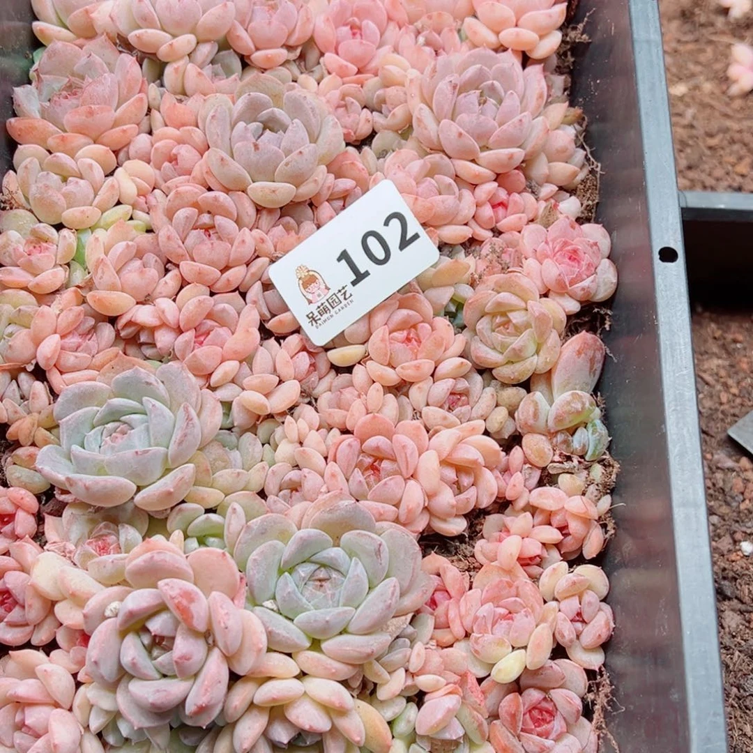 是***7多肉植物多肉植物