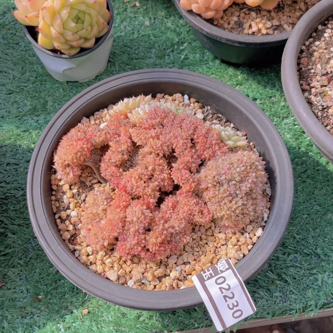空***格杂缀多肉植物02230
