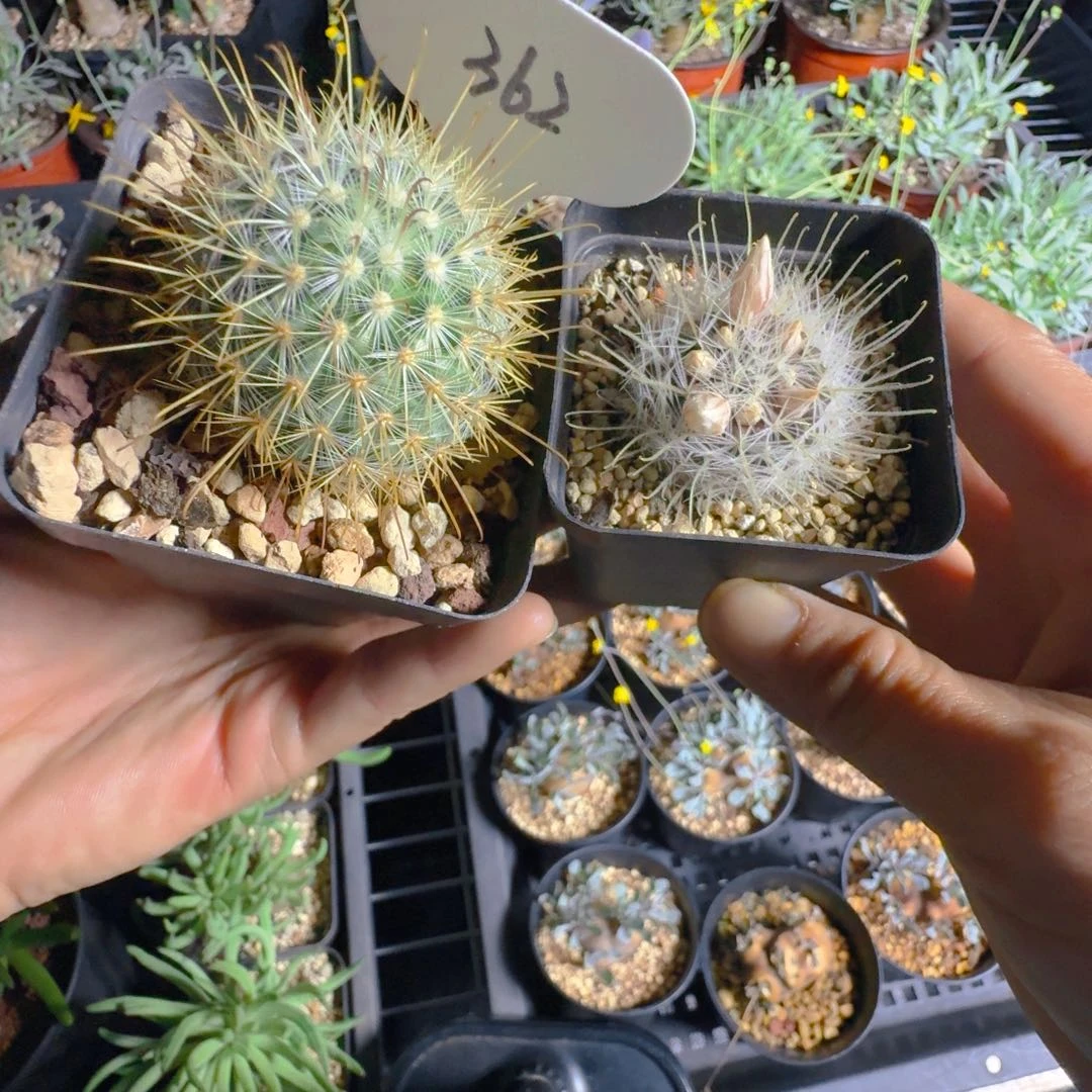 林*风362实生菊慈童阳炎两颗