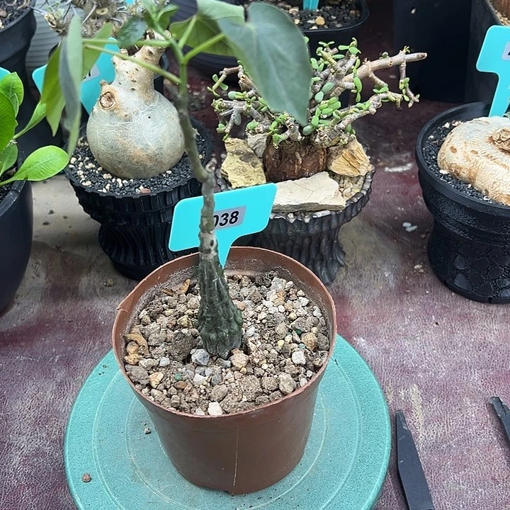 红叶西番莲多肉植物