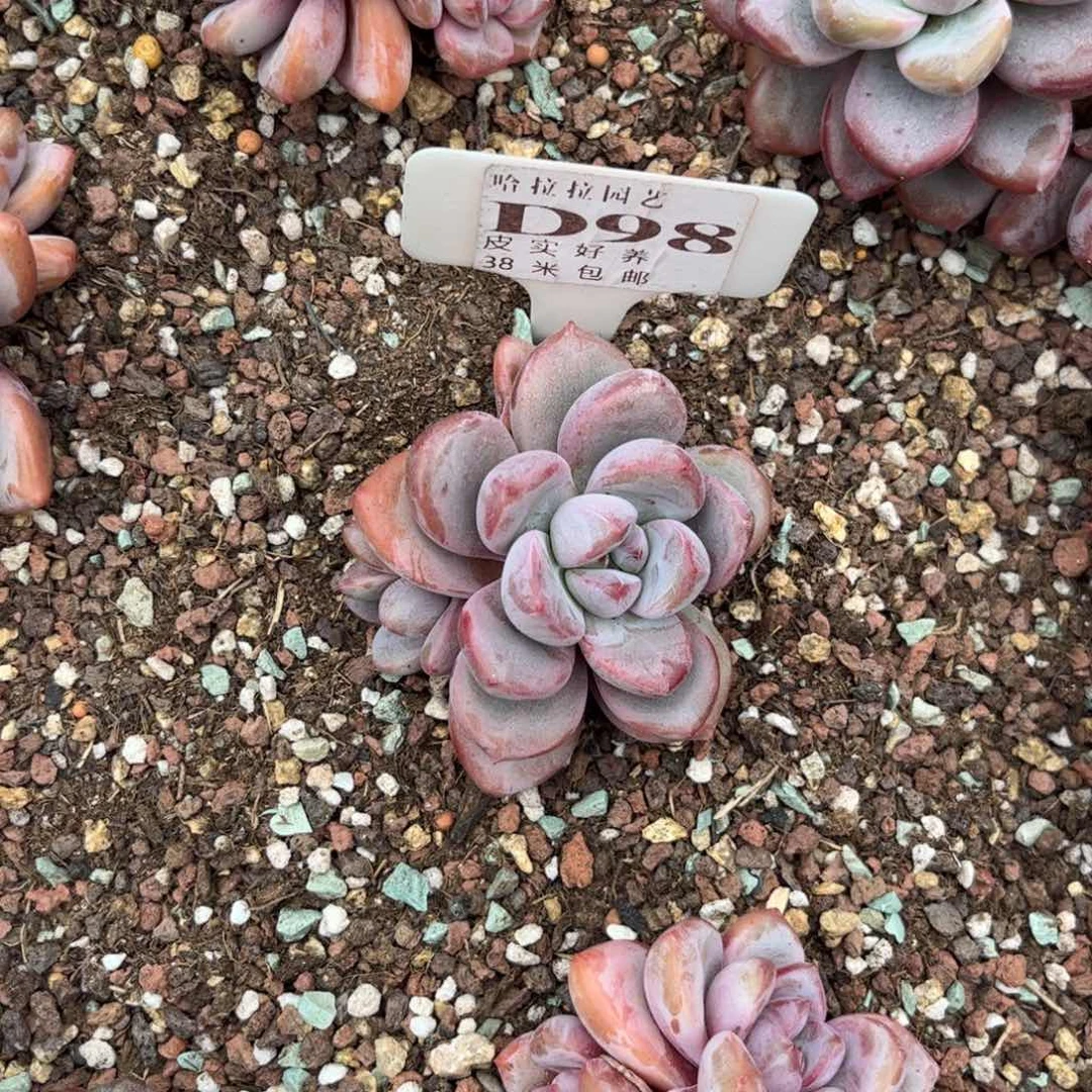 小***丫多肉植物1111知否1111