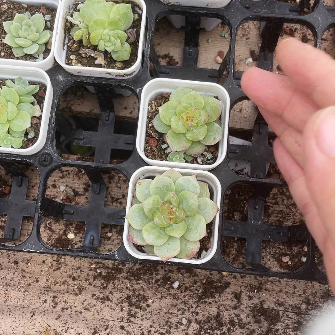 寒非盆一个满25包邮