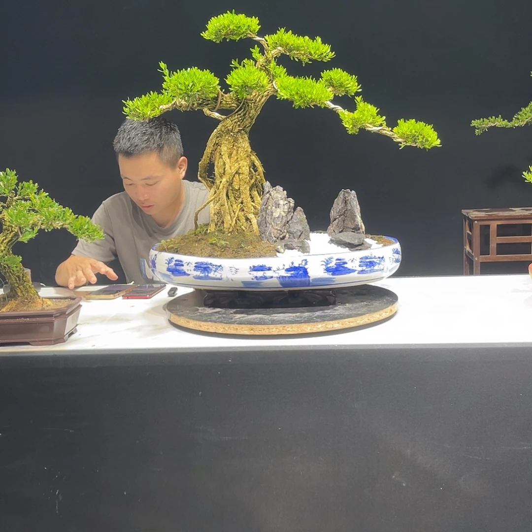 当前无花栽培后可以开花