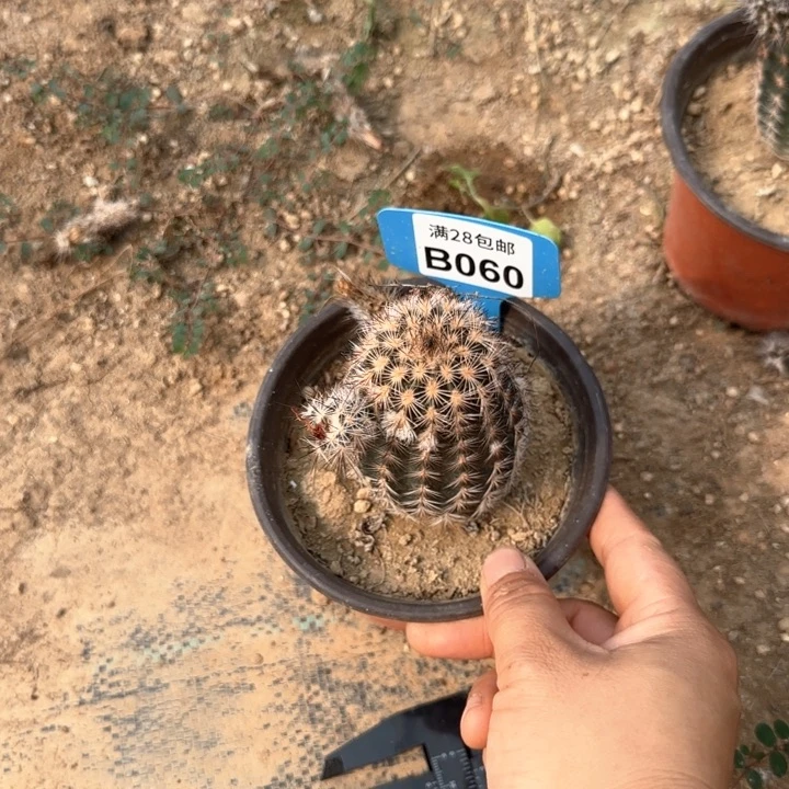 060折磨虾三公分左右，石生播种