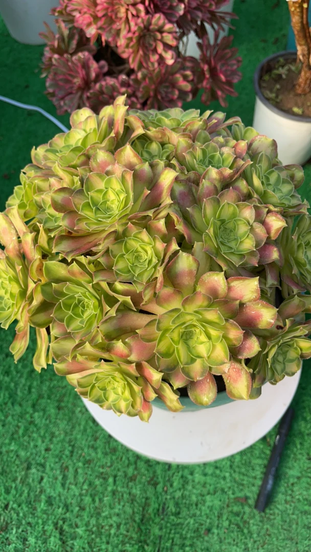 多肉植物法师韶华老桩法师植物