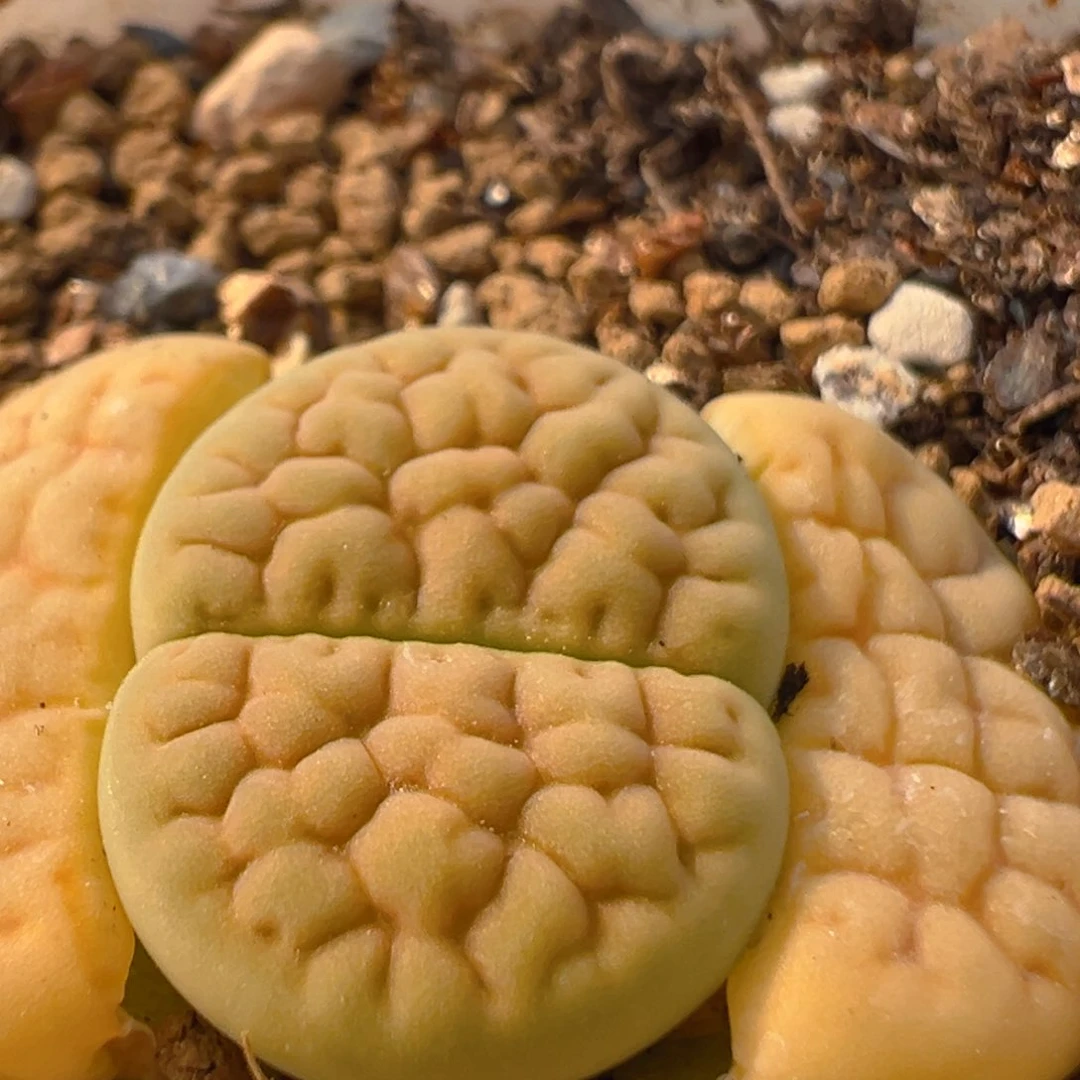 61多肉植物百科黄绿富贵