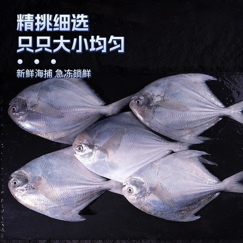 L银鲳鱼 拍4斤送1斤到手大5斤 5-6条一斤 肉质 饱满细嫩