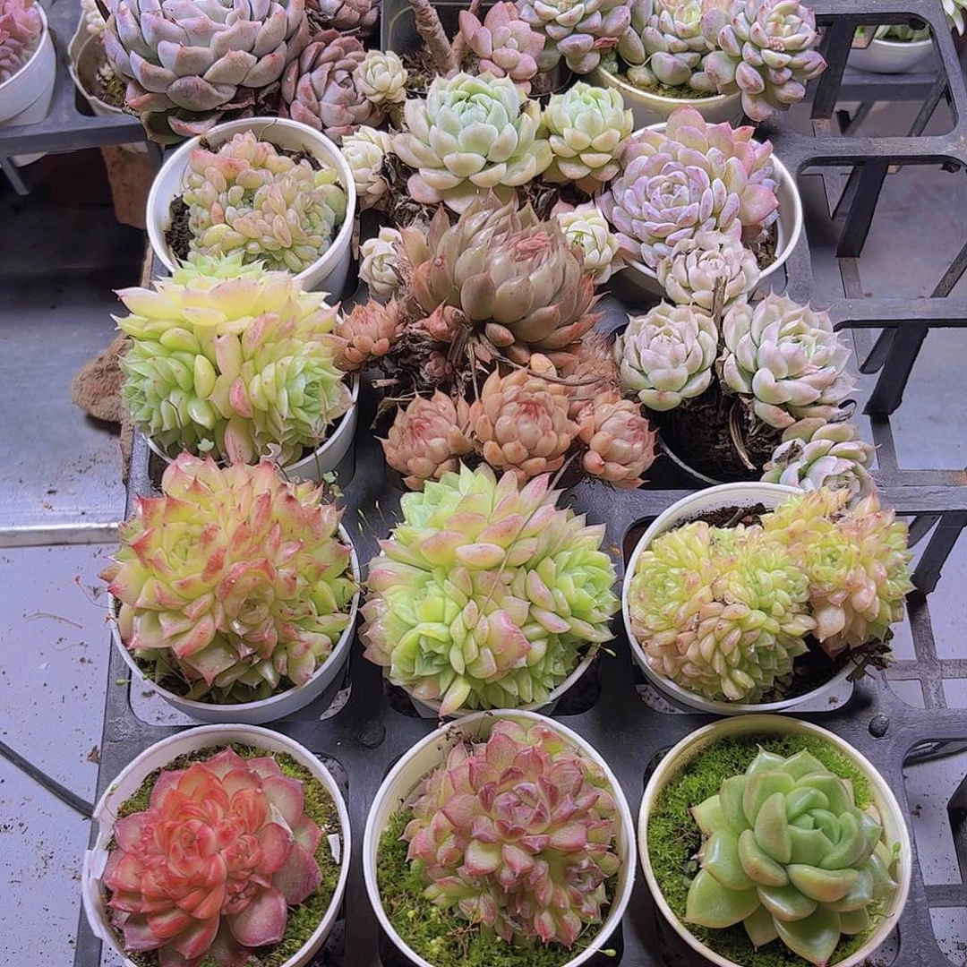 小*.多肉组合一筐15颗