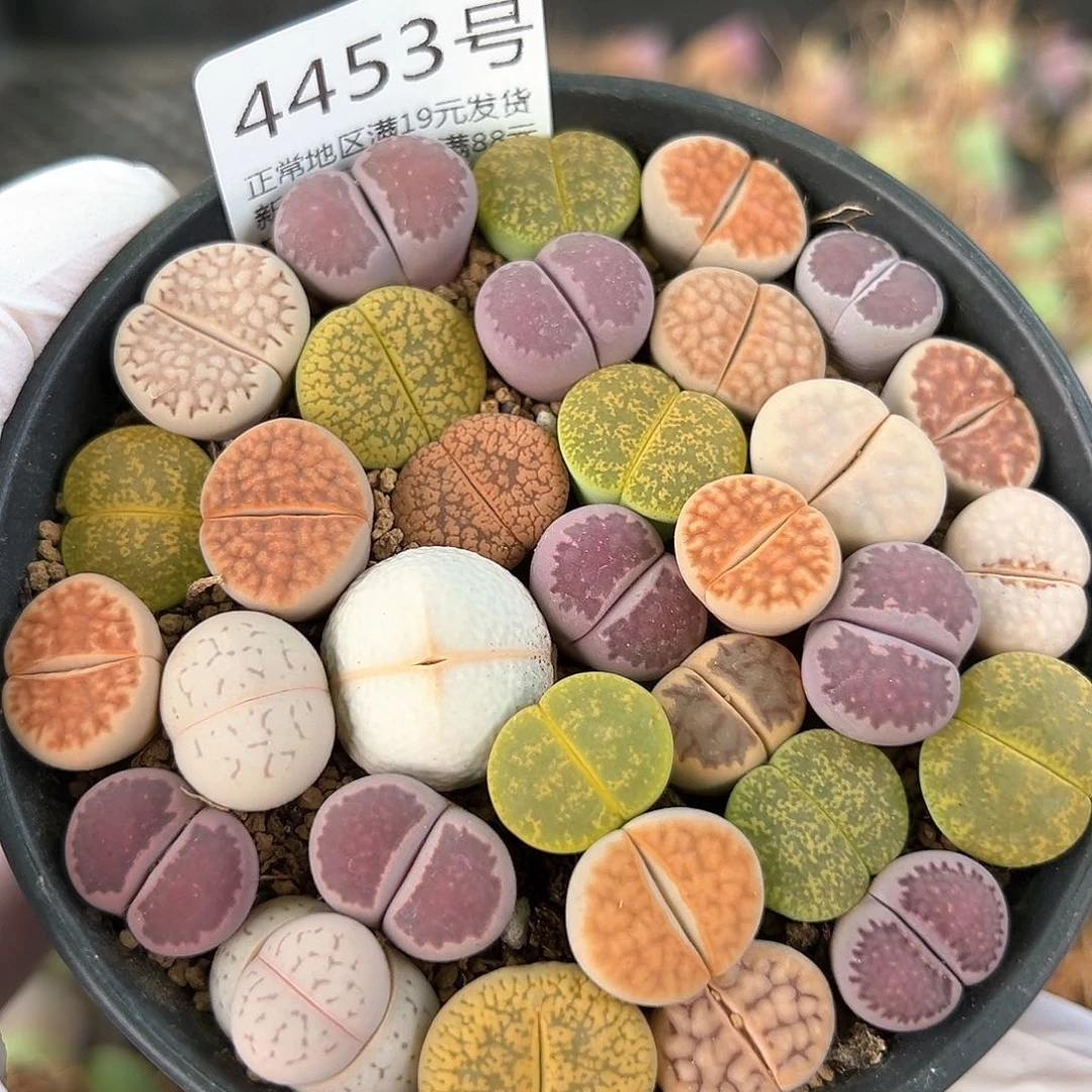 好养易活生石花大母本4453彩拼9cm盆