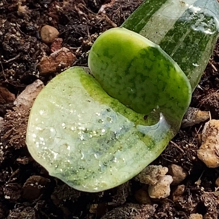 ****不带盆脱土裸根发货