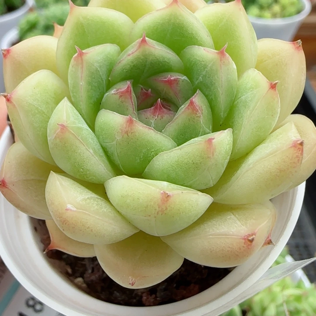 花语逸镜0827-182