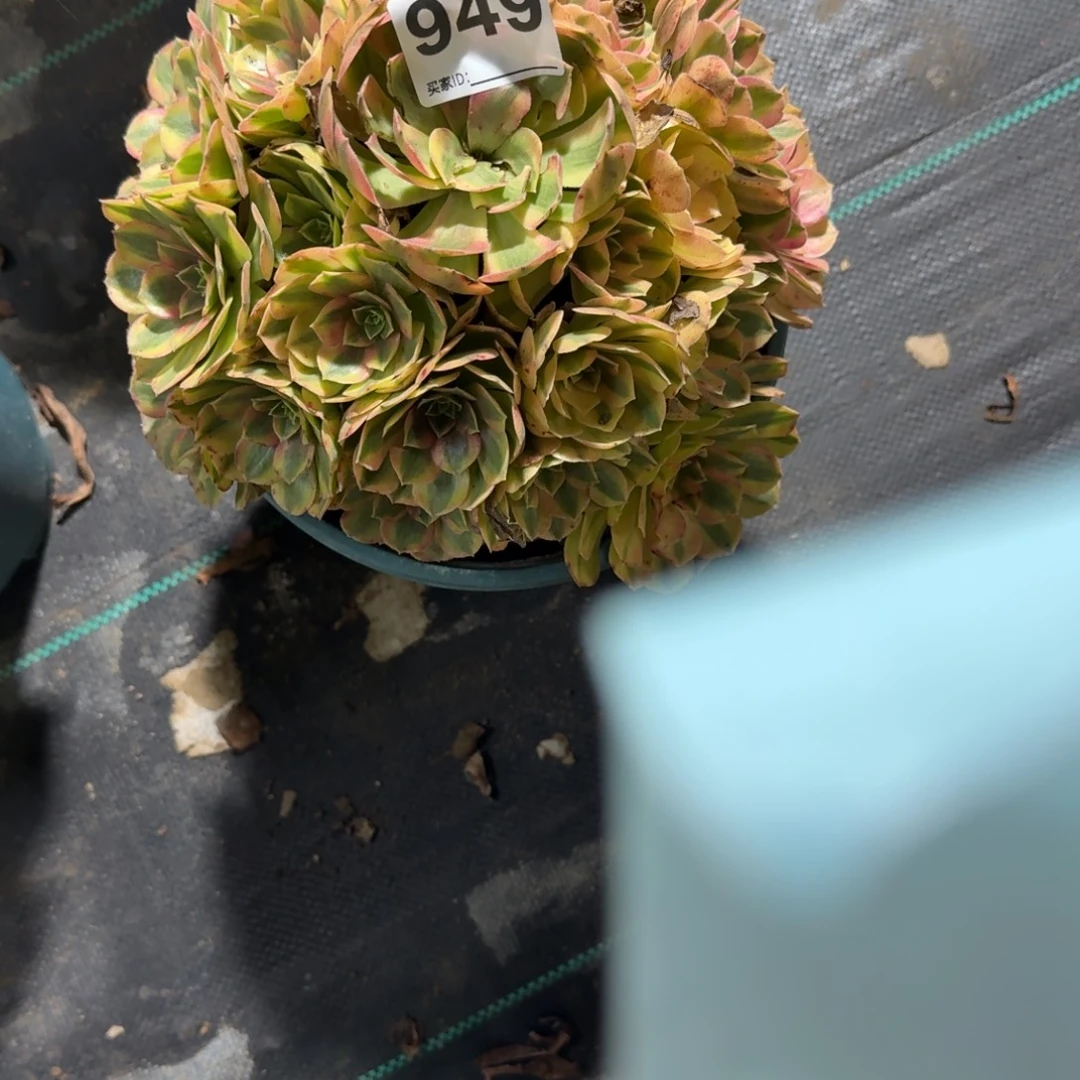 雨河多肉植物老庄949