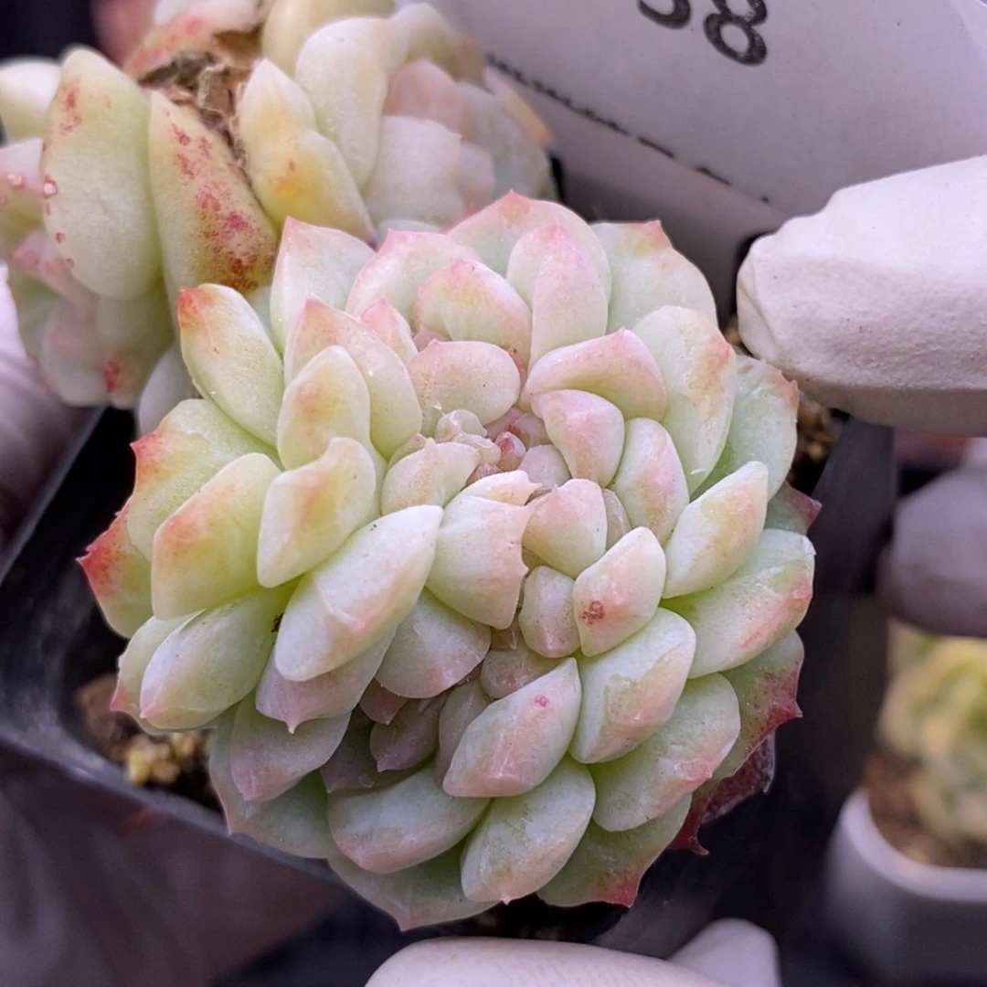 【闪购商品】15-58