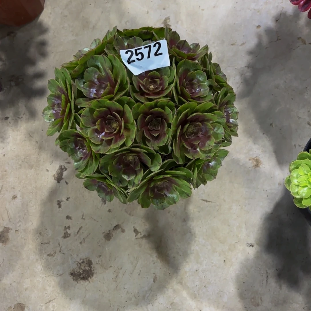 女***花无花朵2572红心万拉丝11111