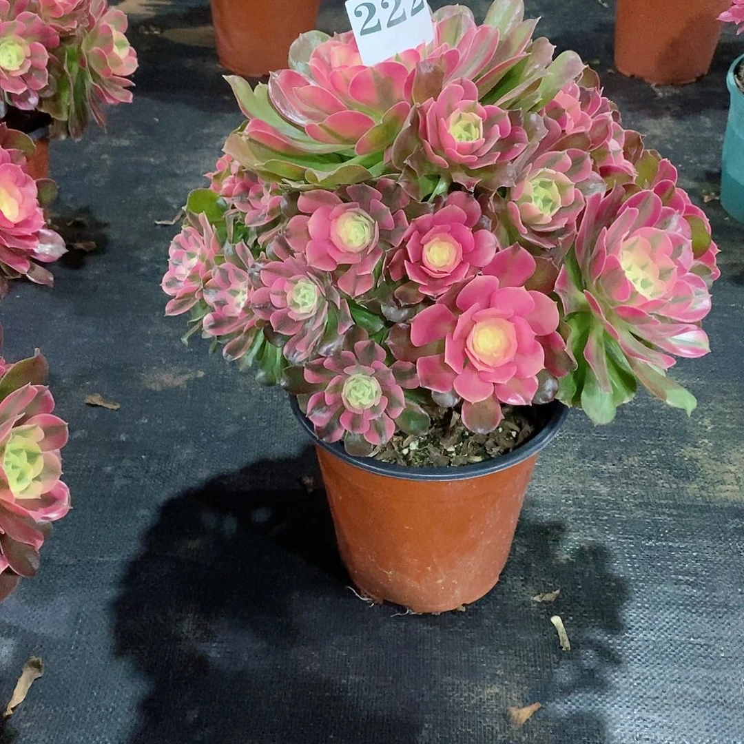 锦**程香妃222多肉法师植物