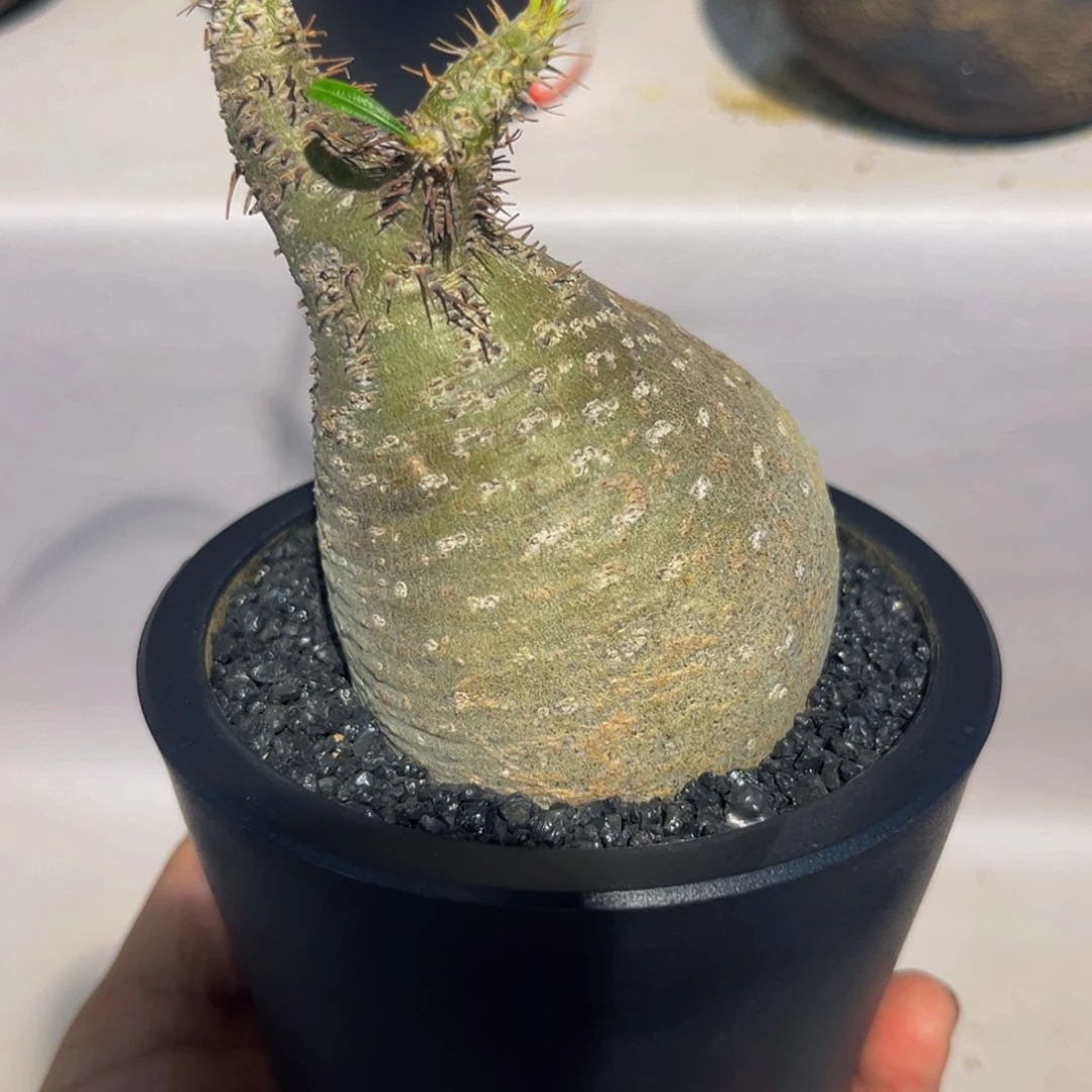 象牙宫熟桩杨定。