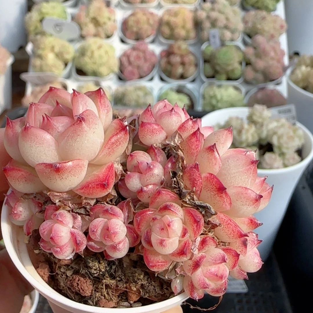 【闪购商品】0117-107不包整