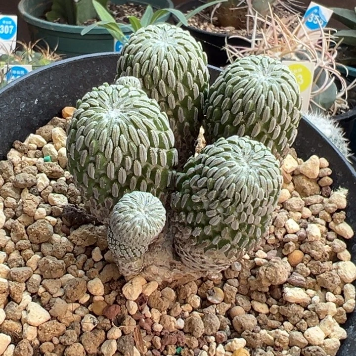 实生输入老桩精巧丸群一棵5.8cm