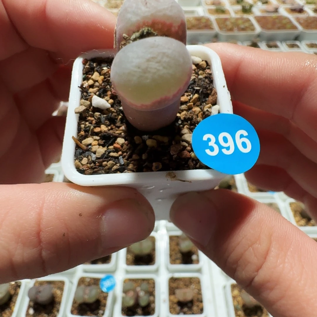 多肉植物福利风铃396