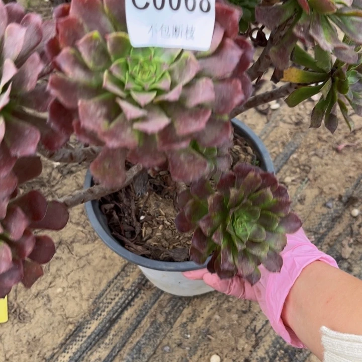 新***儿068有断多肉法师不包断枝