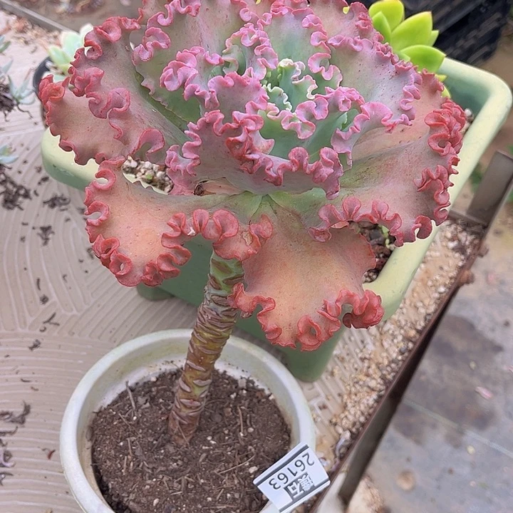 女王花笠26163多肉植物