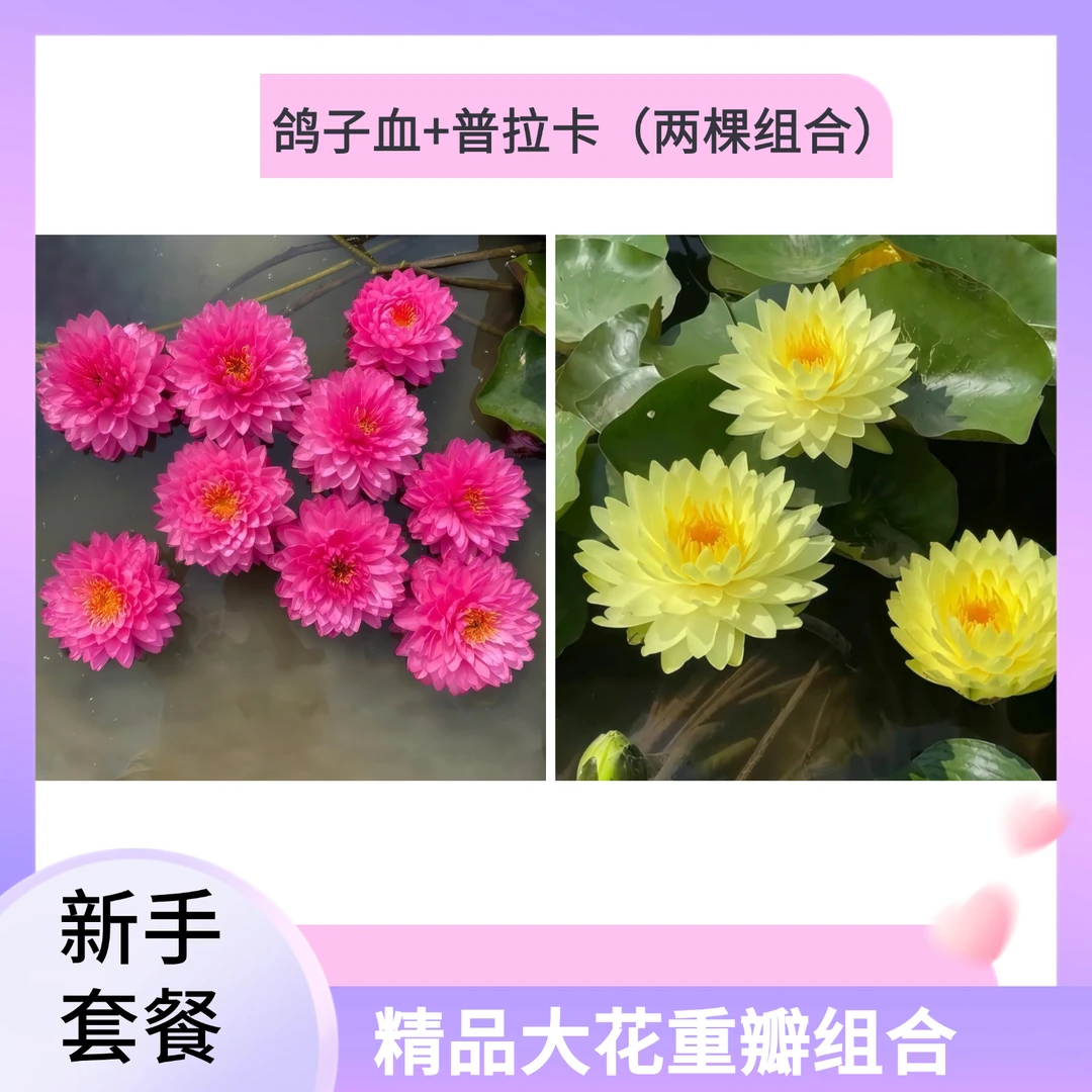 鸽子血加普拉卡（组合装）耐寒发货睡莲荷花苗多瓣大花庭院盆栽