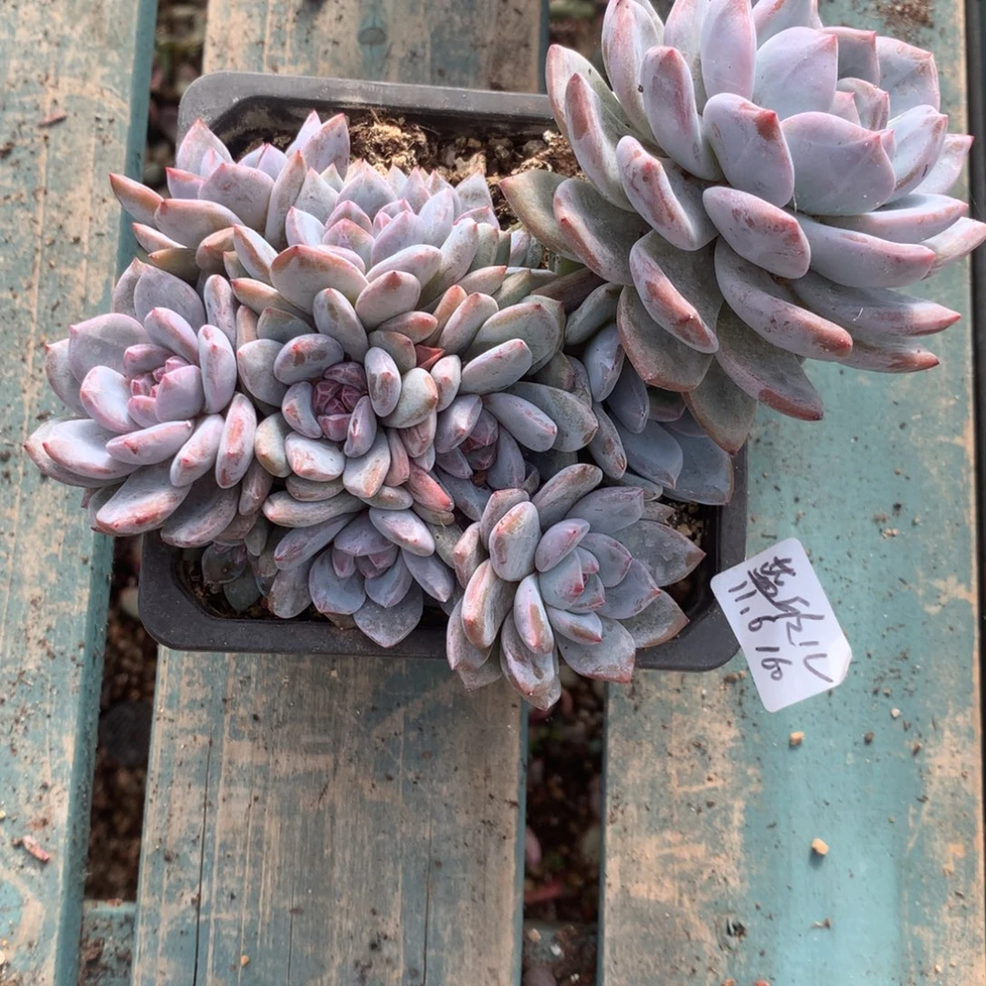 无花朵蓝欣儿哈哈哈哈哈哈哈
