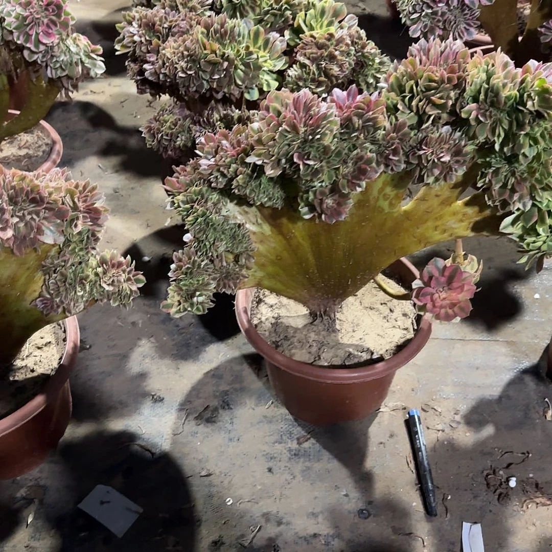 合***欢梦幻七彩通呢呃呃呃