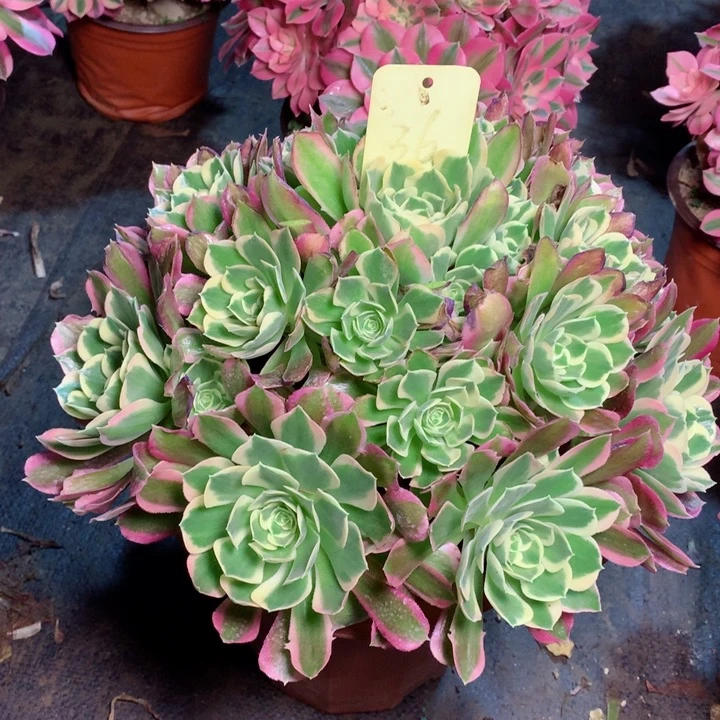 雨**雨36白凤多肉111111