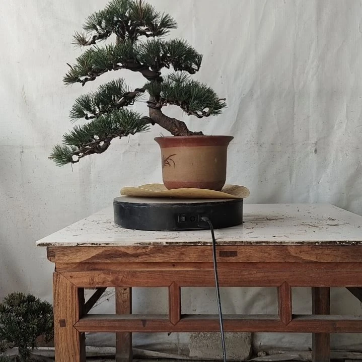 五针松老盆口老桩