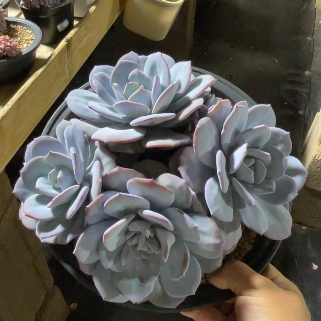 奶茶大群一物一拍不支持退换