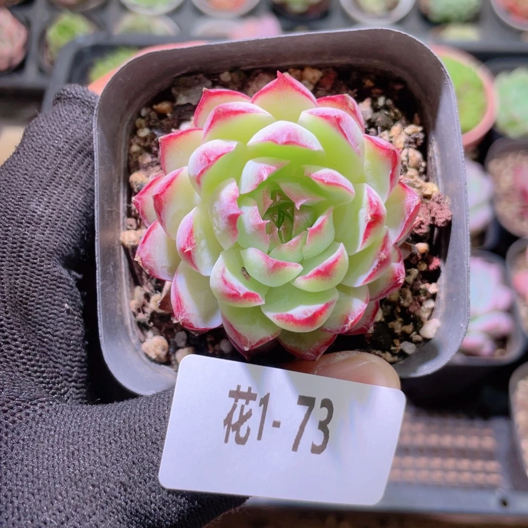 花利美1-73女王玫瑰